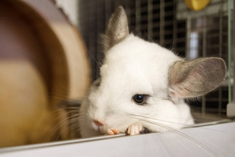 Chinchilla resting its head Image