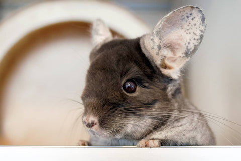 Chinchilla with spotted ears Image