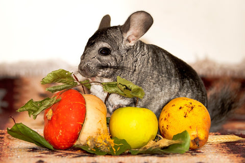 Chinchilla setting by food Image