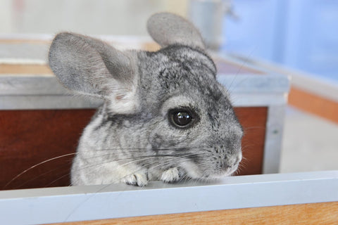 chinchilla looking