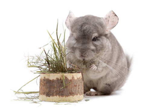 Chinchilla eating hay Image