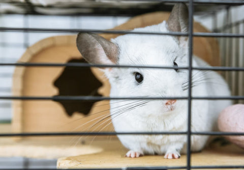 White chinchilla looking out cage Image