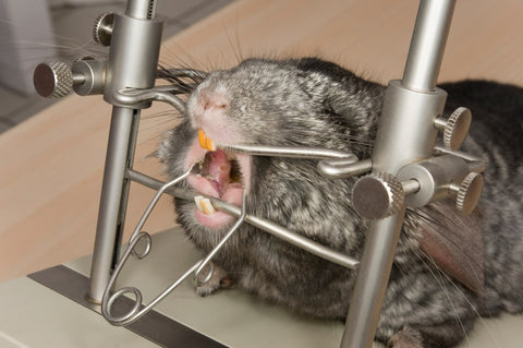 Chinchilla getting teeth Examined Image