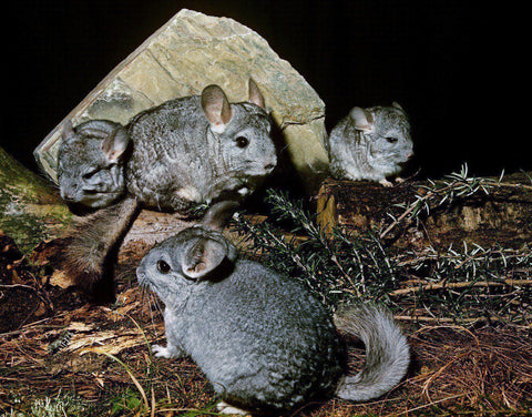 Family of chinchillas by a rock outside Image