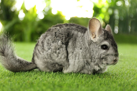 Chinchilla on grass Image