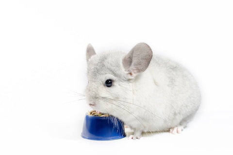 Chinchilla with blue food bowl.