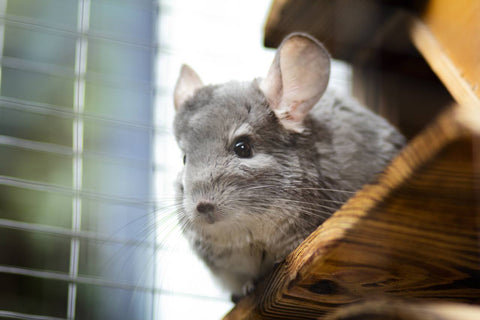 Chinchilla on ledge looking down at camera Image