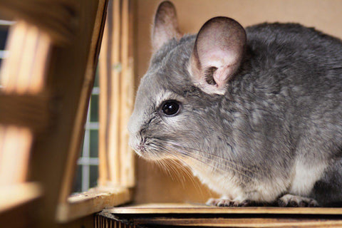 Chinchilla in wooden cage Image