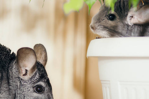 Chinchillas in flower pot Image