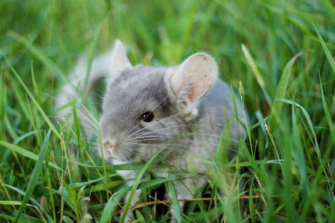 Baby chinchilla in grass Image