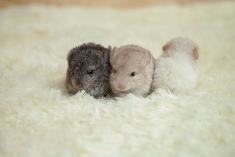 Three baby chinchilla Image