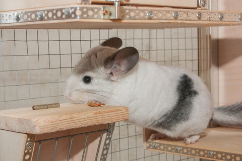 Chinchilla moving to different ledge Image