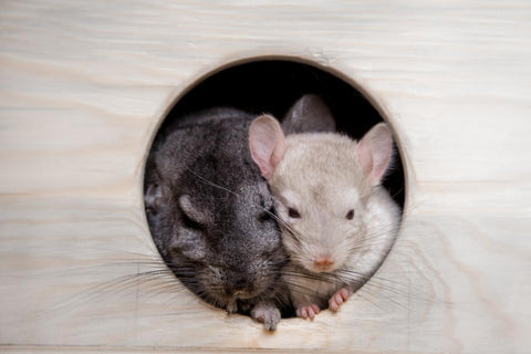 Two chinchillas in nest box Image