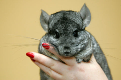 Chinchilla being healed Image