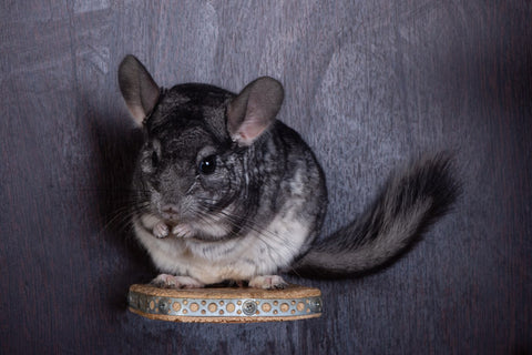 Black Chinchilla on ledge Image