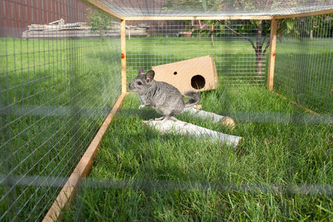 Chinchilla In A Cage Outside Image