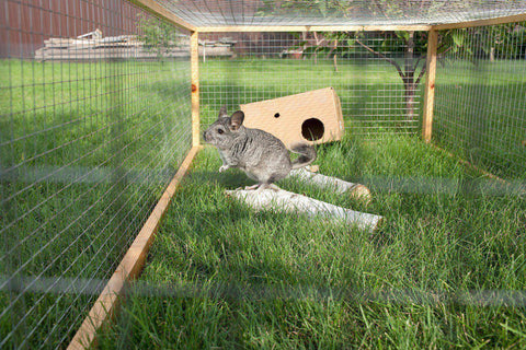 Outside chinchilla cage Image