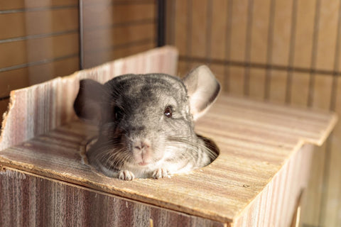 Chinchilla peeping out of wood box Image