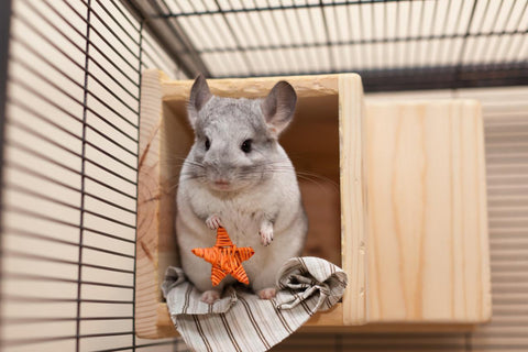 Chinchilla Holding A Toy Image