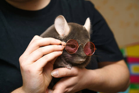 Chinchilla with glasses Image