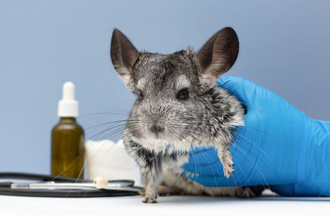 Chinchilla at the vet image