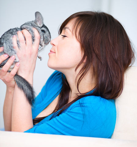 Chinchilla being held and loved by its owner