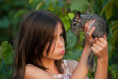 Young girl holding a baby pet chinchilla