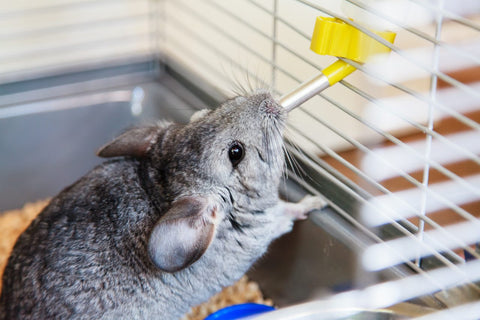 chinchilla drinking