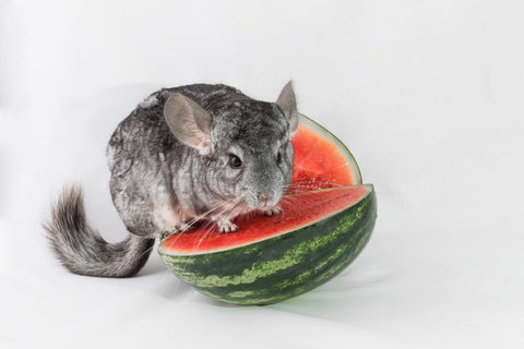 Chinchilla on watermelon Image