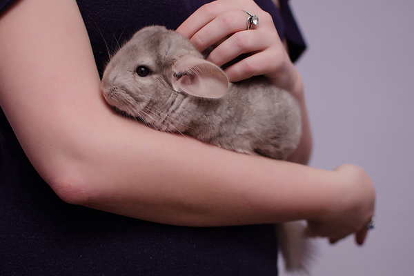 adult chinchilla cuddled by human