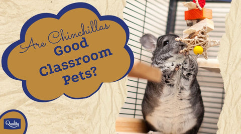 Are Chinchillas Good Classroom Pets?