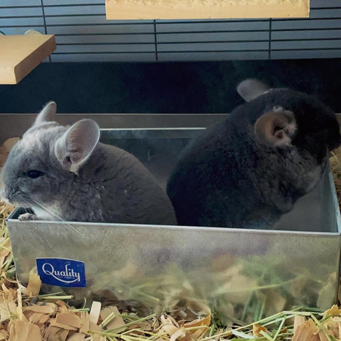 Ashleys chinchillas in a dust bath Image