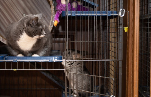Cat looking at a curious chinchilla.