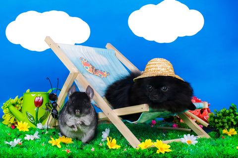 Chinchilla and a dog on a chair and in a hat photoshoot