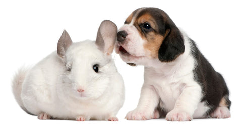 White chinchilla beside a puppy.