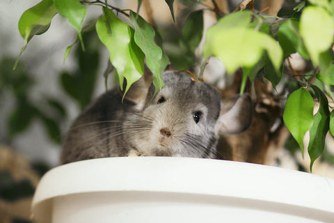 Chinchilla on a green leafy plant.