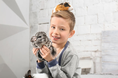 Chinchilla held by a boy with a guinea pig on his head.