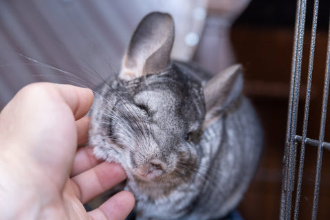 Happy chinchilla being tickled by human.