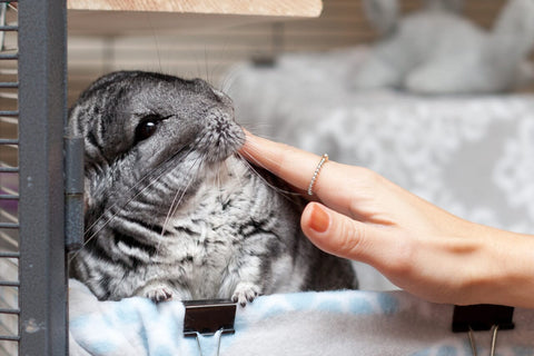 Chinchilla being touched.