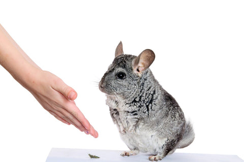 Chinchilla being trained facing an open hand