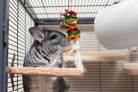 Chinchilla with a hanging chew toy.