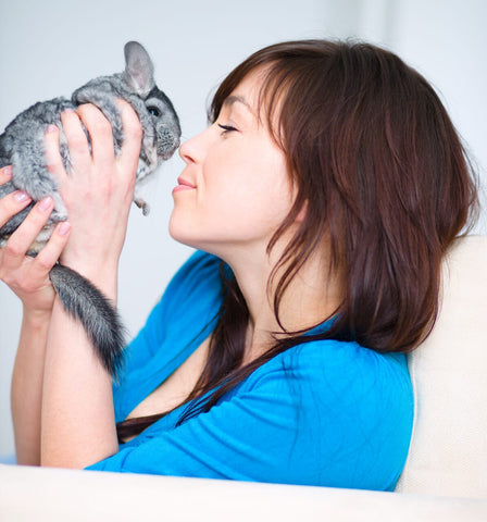 Chinchilla held close to owner's face.