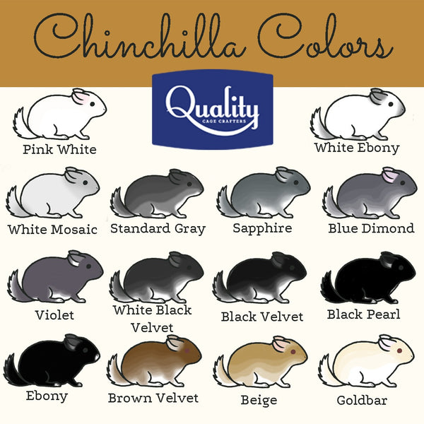 chinchilla color chart