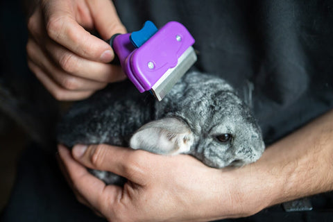 Chinchilla being combed.