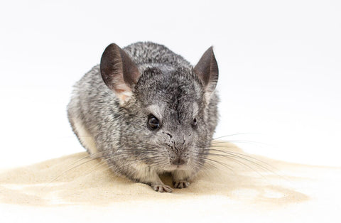 Chinchilla on a pile of dust