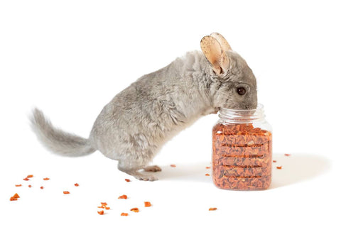 Standing chinchilla reaching into a clear jar with dried carrots in it.