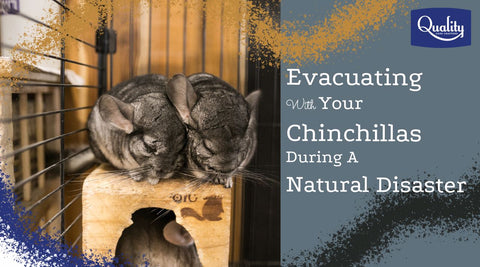 Evacuating With Your Chinchillas During A natural Disaster Image