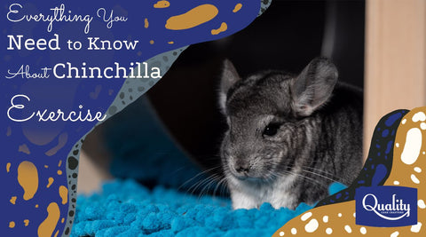 Everything You Need to Know About Chinchilla Exercise Image