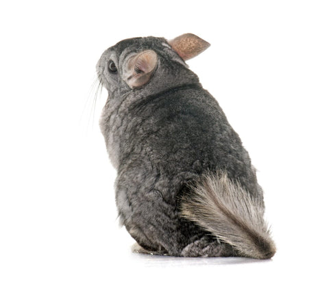 Chinchilla on whit background facing the other way showing off his tail.