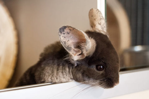 Chinchilla looking over his cage